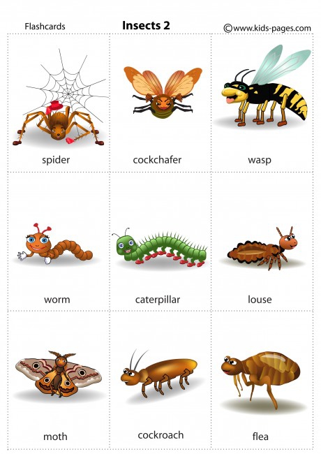 Insect Flashcards Worksheets | 99Worksheets