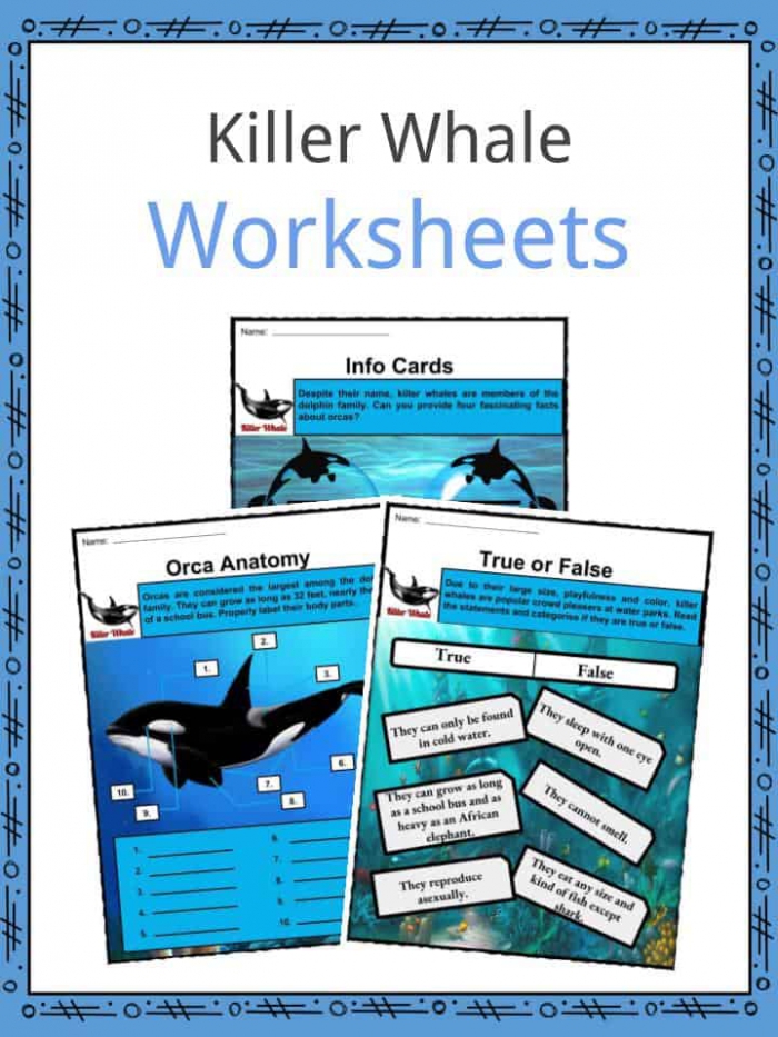 Killer Whale Orca Facts  Worksheets  Habitat  Life Cycle