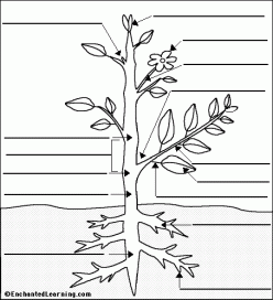 Glossary: All About Flowers