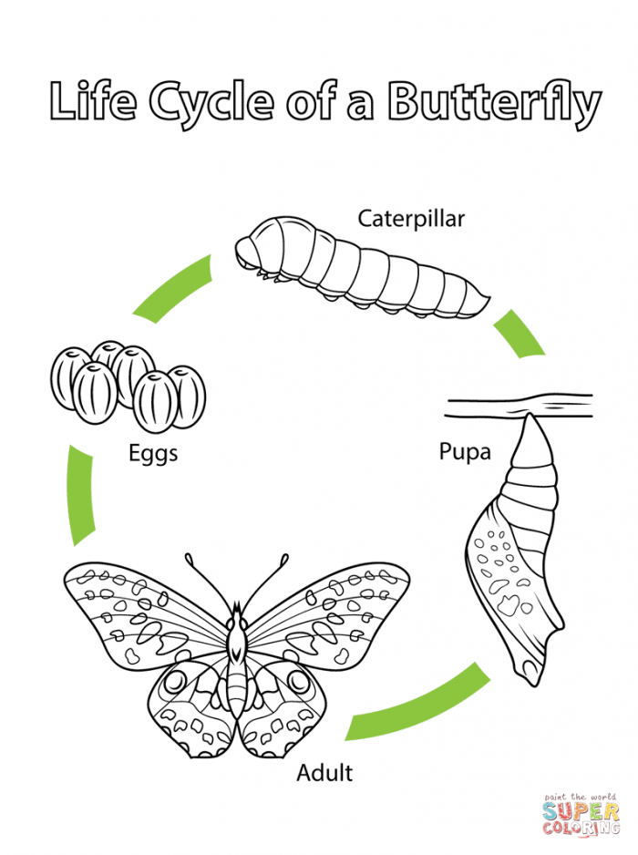 Life Cycle Of A Butterfly Coloring Page