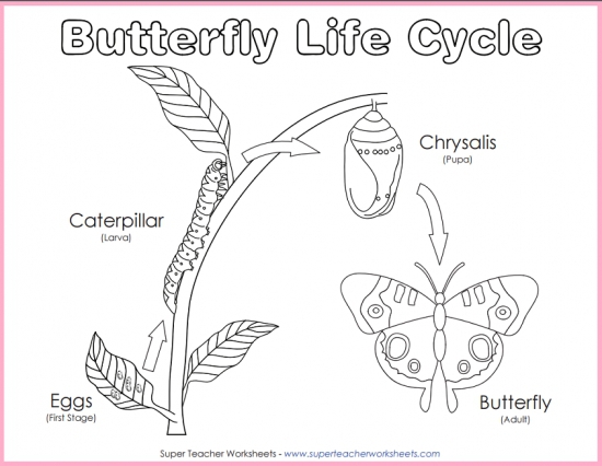 Life Cycle Of A Butterfly Diagram