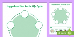 Life Cycle Of A Turtle