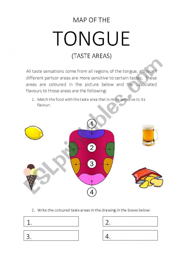 Map Of The Tongue Taste Areas Worksheet