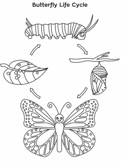 Draw The Life Cycle Of A Butterfly