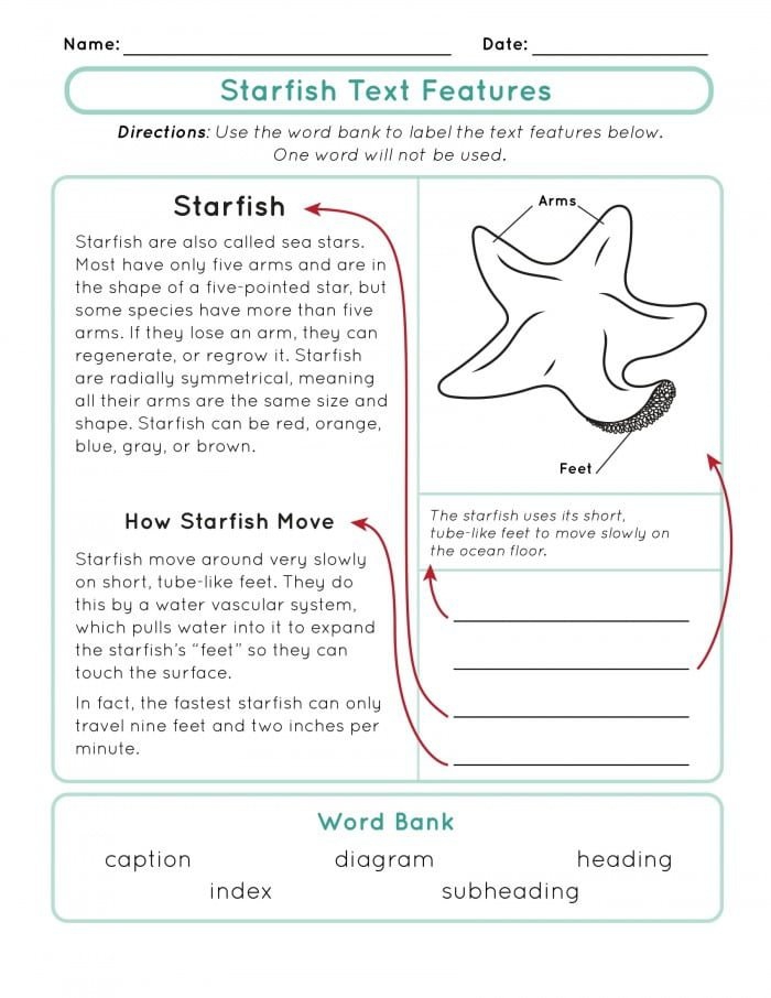 Nonfiction Text Features Worksheets