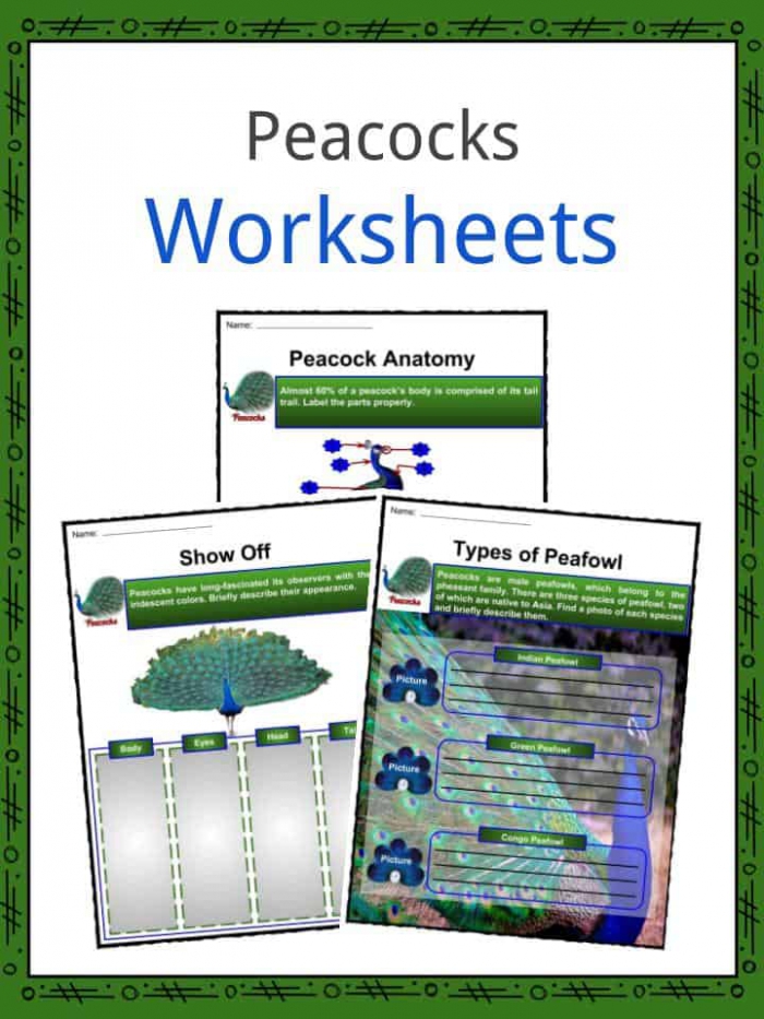 Peacock Facts  Worksheets  Species  Habitat   Diet For Kids