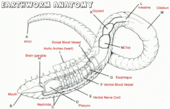 Earthworm Diagram