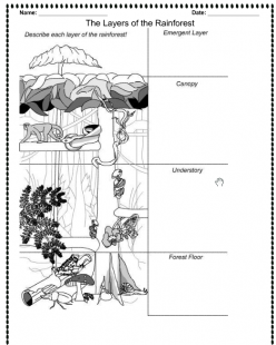 Who Belongs In The Rainforest?