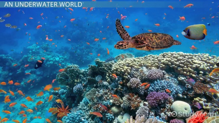 The Food Web   Ecosystem Of Coral Reefs