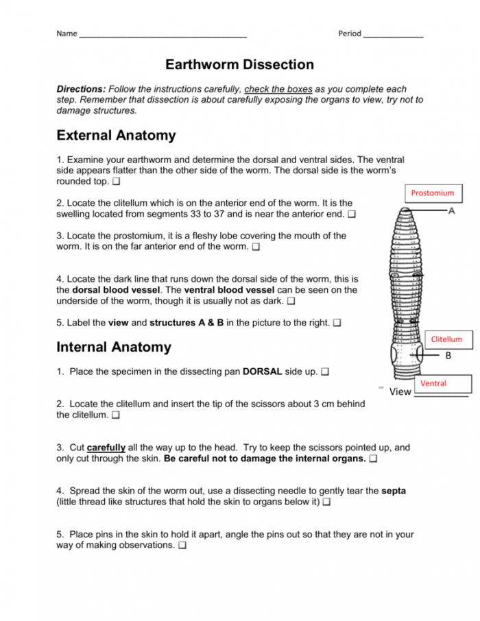 Virtual Earthworm Dissection Worksheet Answers