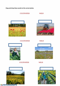 Wild Plants