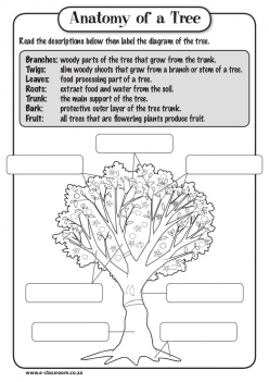 Tree Anatomy