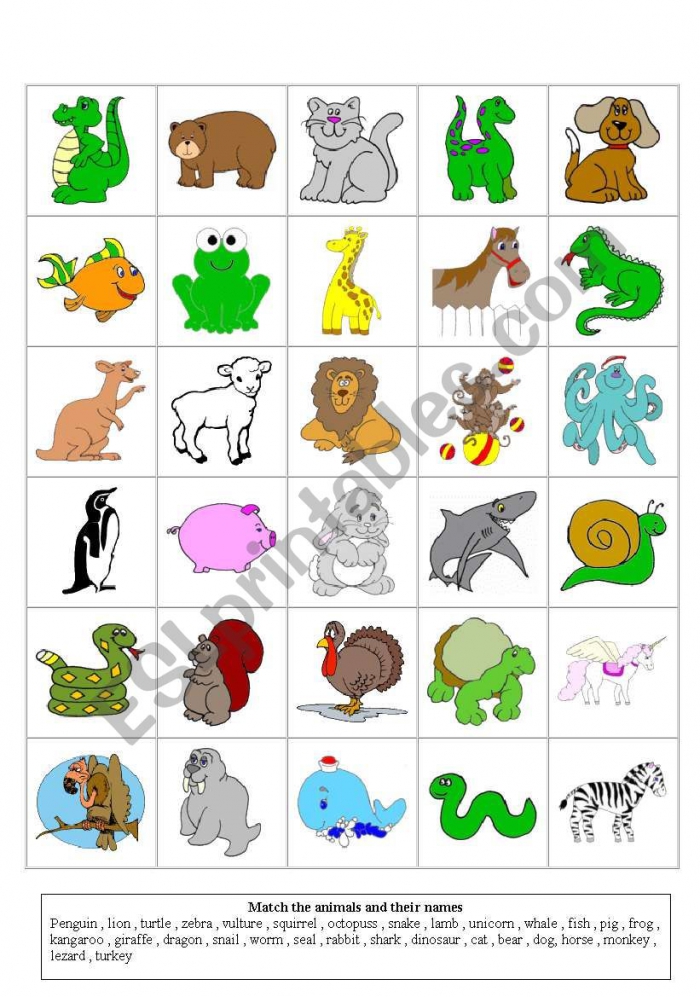 Animals Flashcards