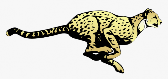 Cheetah  Running  Speed  Animal  Fast  Mammal  Spots