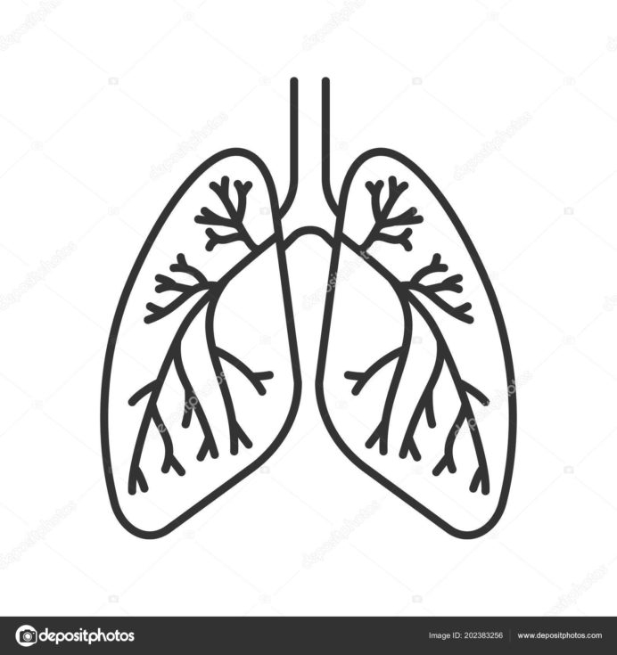Cool Anatomy Coloring Book Respiratory System Sugar And Spice Emt