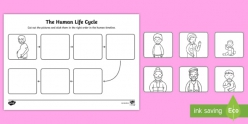 Human Life Cycle