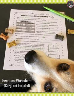 Dominant And Recessive Genes