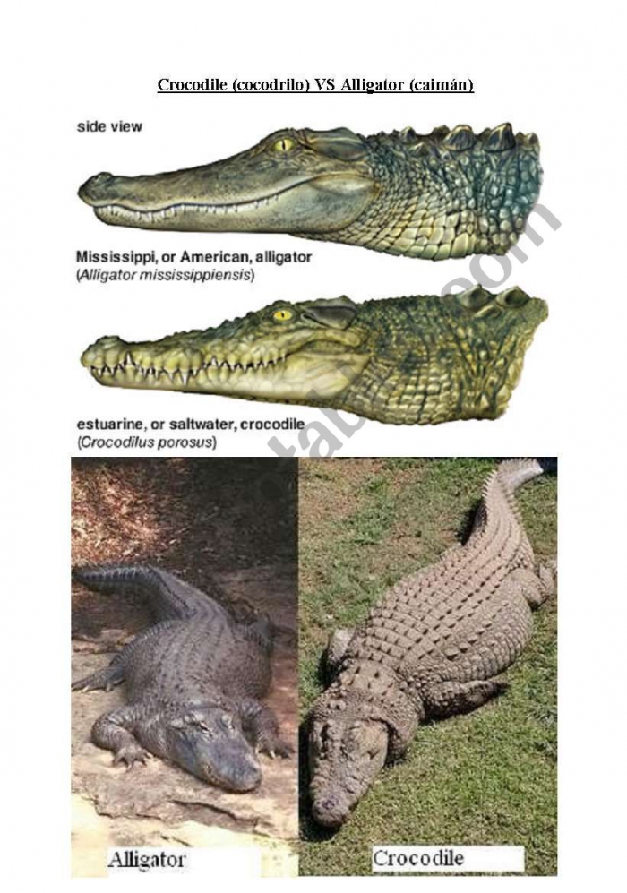 English Worksheets Alligator Vs Crocodile