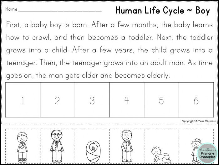 Free Human Life Cycle Sequencing Story  Boy And Girl Versions