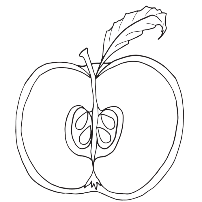 Free Parts Of An Apple Clipart
