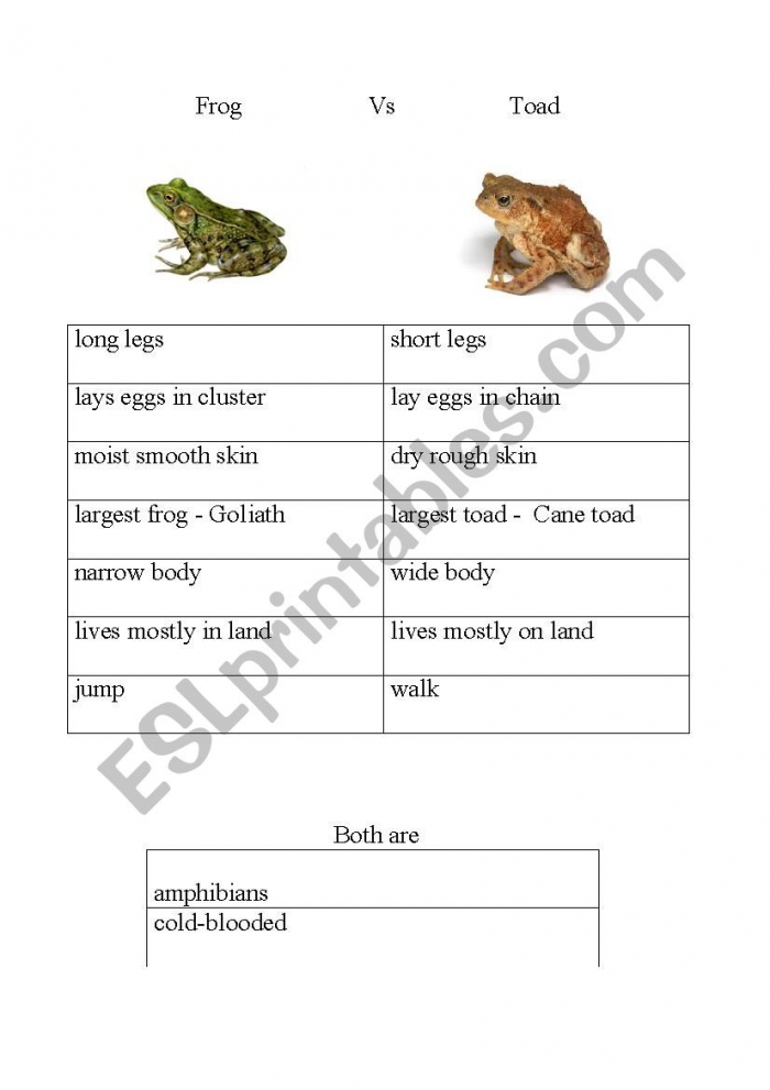 frog-vs-toad-worksheets-99worksheets