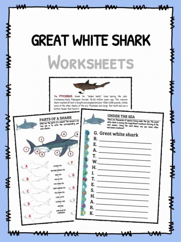 Great White Shark Facts  Worksheets   Habitat Information For Kids