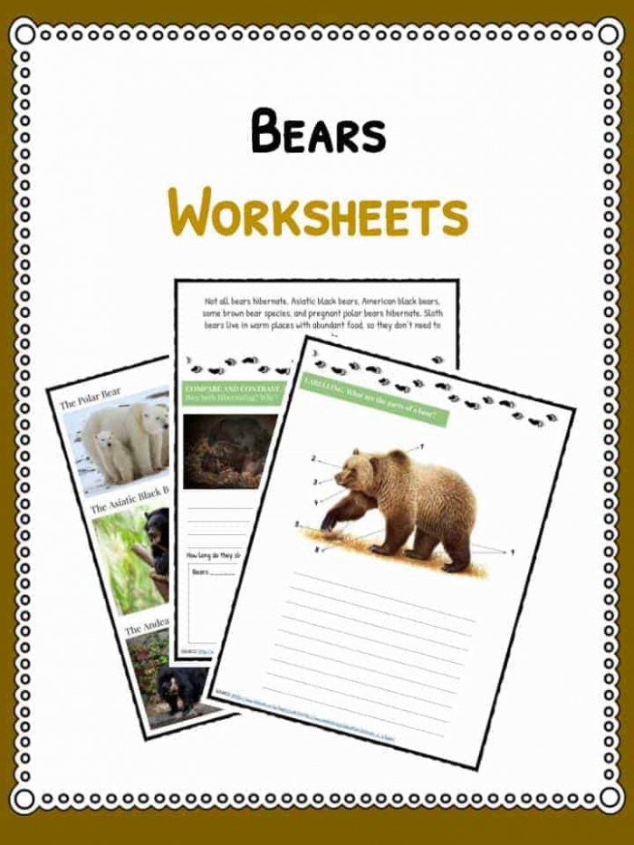 Grizzly Bear Facts  Information   Worksheets For Kids