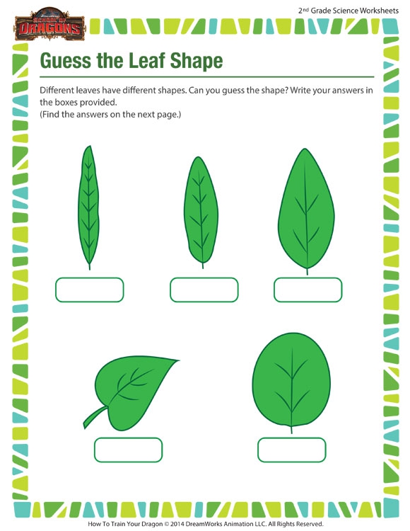 Guess The Leaf Shape Worksheet  Nd Grade Science Printable  Sod