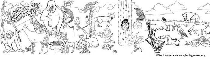 Habitats And Seasons Coloring Pages