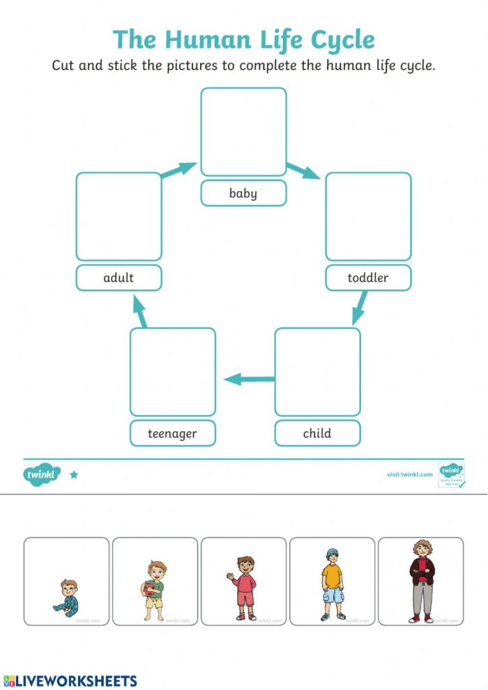 Human Life Cycle