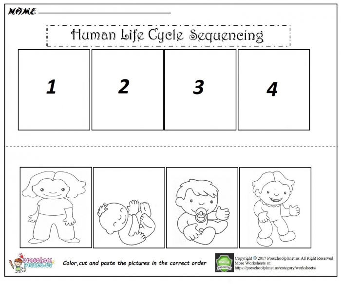 Human Life Cycle Sequencing Worksheet  Preschoolplanet