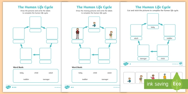 Human Life Cycle Worksheet  Worksheet  Worksheet