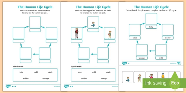 Human Life Cycle Worksheet  Worksheet  Worksheet