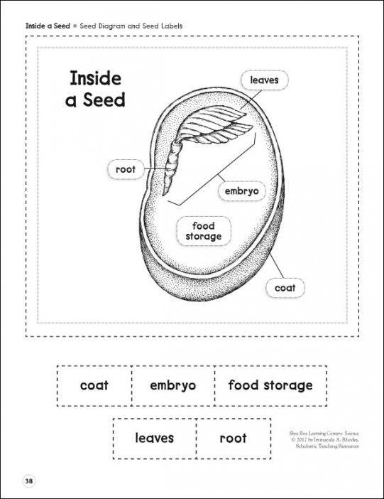 Inside A Seed Parts Of A Seed Life Science Shoe Box Learning