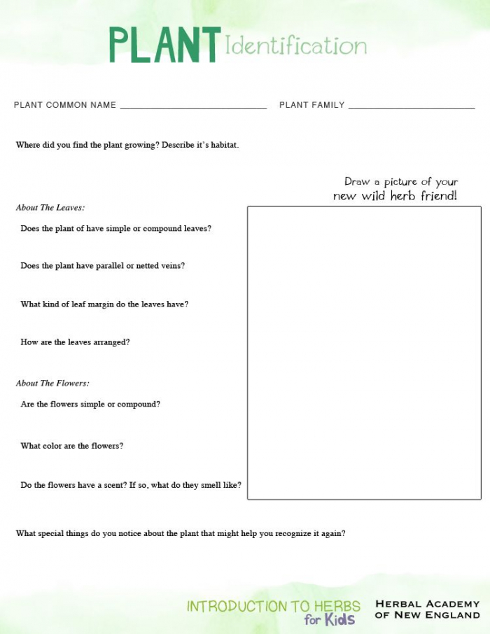 Introduction To Herbs For Kids Wildcrafting