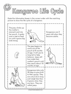 Life Cycle Of A Kangaroo