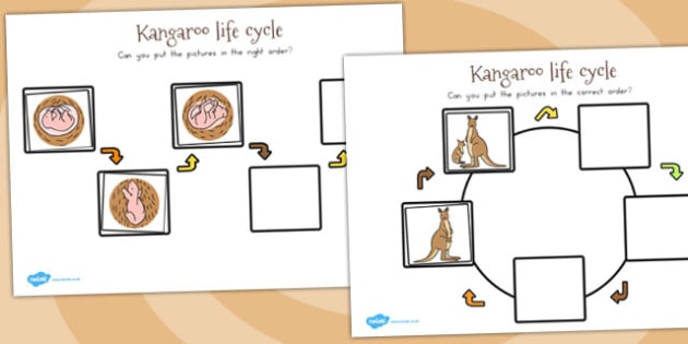 Kangaroo Life Cycle Worksheets Teacher Made