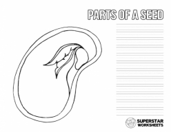 Parts Of A Seed