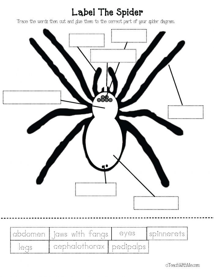 Spider Activities And Games That Teach