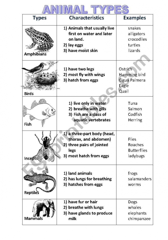 Types Of Animals