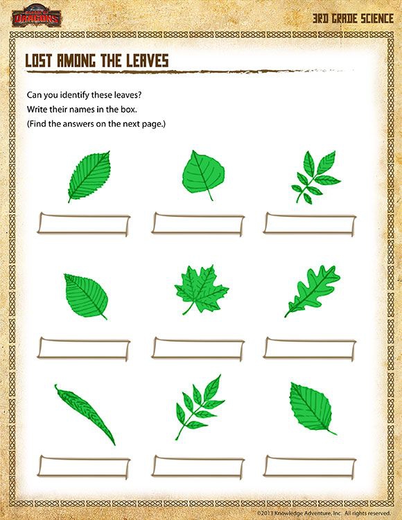 Types Of Leaves Worksheet Lost Among The Leaves
