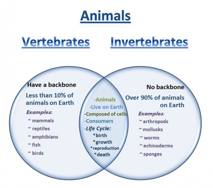 compare-and-contrast-vertebrates-and-invertebrates-worksheets