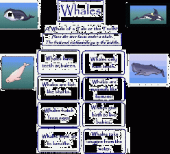 Compare And Contrast Whales