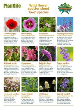 Flower Identification
