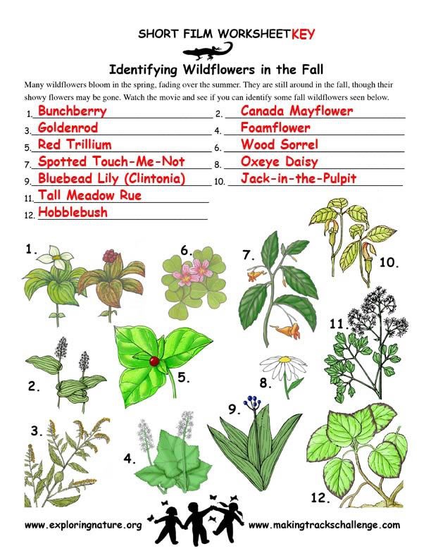 Wildflower Identification Sheet And Many Other Nature Worksheets