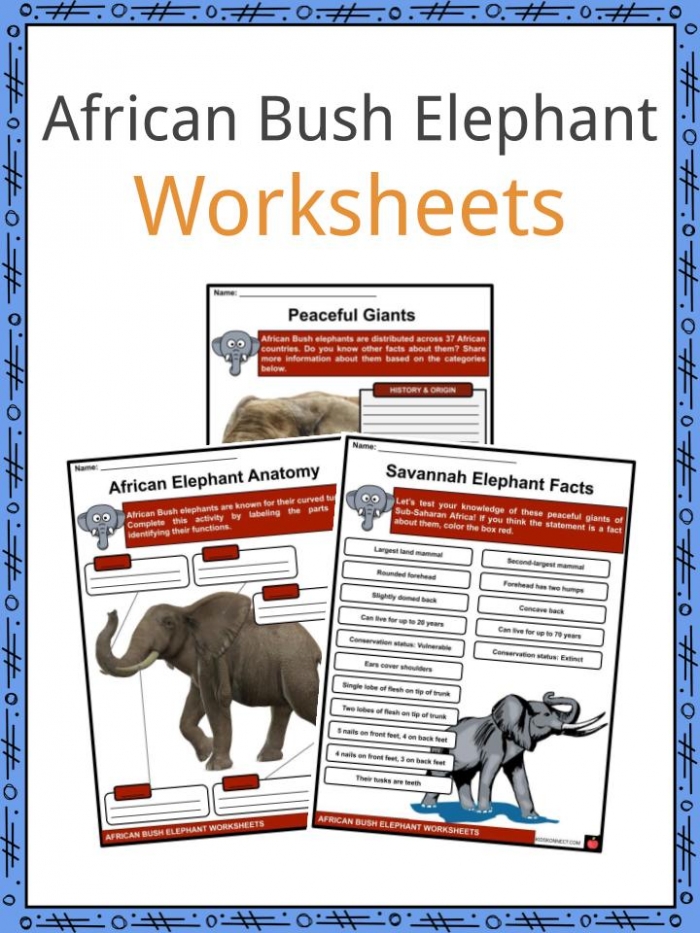 African Bush Elephant Facts  Worksheets   Taxonomy For Kids