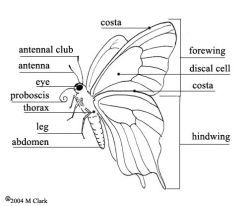 Butterfly Anatomy