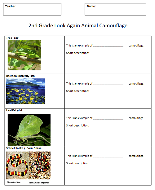 Animal Camouflage For Kids Worksheets | 99Worksheets