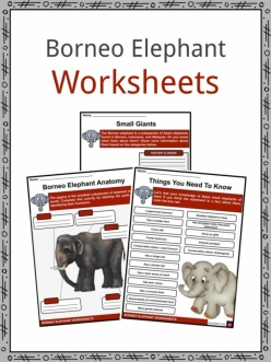Animal Science: Elephant Anatomy