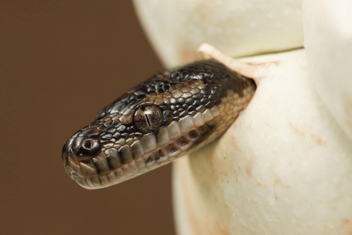 Carpet Python Hatching